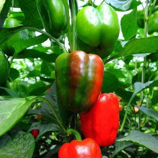 California Wonder Pepper Seeds - Non-GMO Heirloom Capsicum annuum for Garden, Container, and Salad Growing