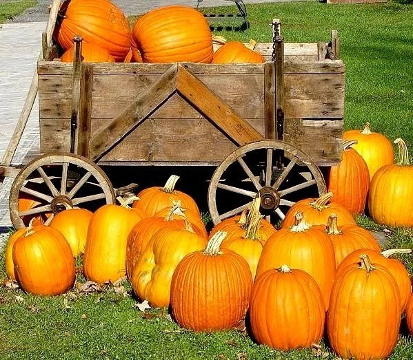 Large Jack O' Lantern Pumpkin Seeds - Heirloom Carving Pumpkin - 10 Seeds - Cucurbita pepo