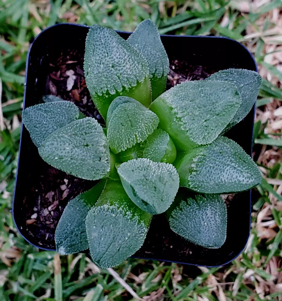 Haworthia Pygmaea 2-Inch Potted Succulent - Rare Korean Hybrid Indoor Plant