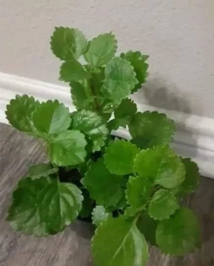 Swedish Ivy Plant with Roots, Plectranthus verticillatus, Indoor/Outdoor Trailing Greenery, Ready to Plant