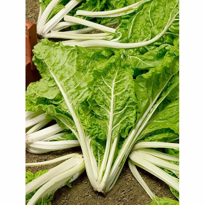 Swiss Chard Seeds - Lucullus Variety, Non-GMO, Beta vulgaris subsp. cicla, Colorful Stems, Leafy Greens, Seed Packet