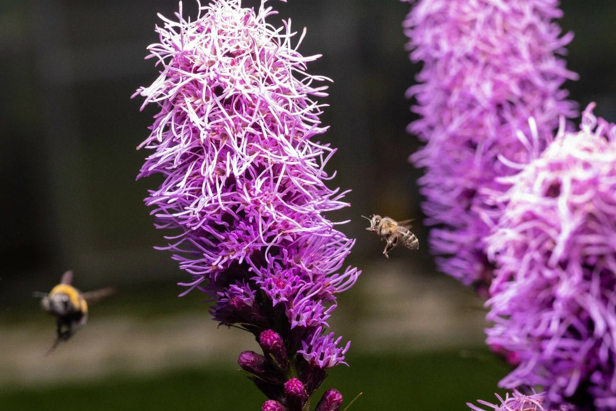 Kobold Dense Blazing Star Seeds - Liatris spicata Perennial Flower Seeds for Garden, 25+ Seeds for Borders & Pollinator Gardens