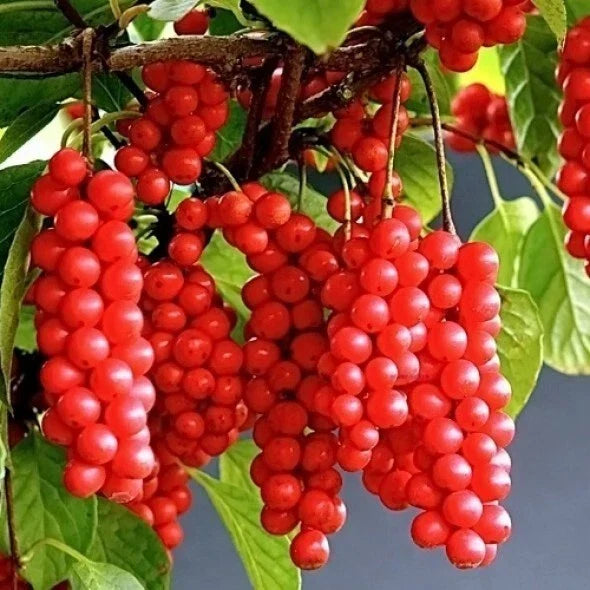 Self-Pollinating Schisandra Chinensis Cuttings 20 Pack, Limonnik Wu Wei Zi Magnolia Vine, Fruit-Bearing Climbing Plant