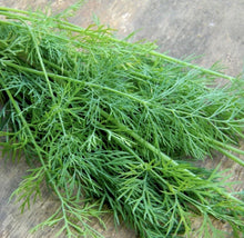 Mammoth Dill Seeds - 50+ Organic Heirloom NON-GMO Herb for Seasoning - Anethum graveolens