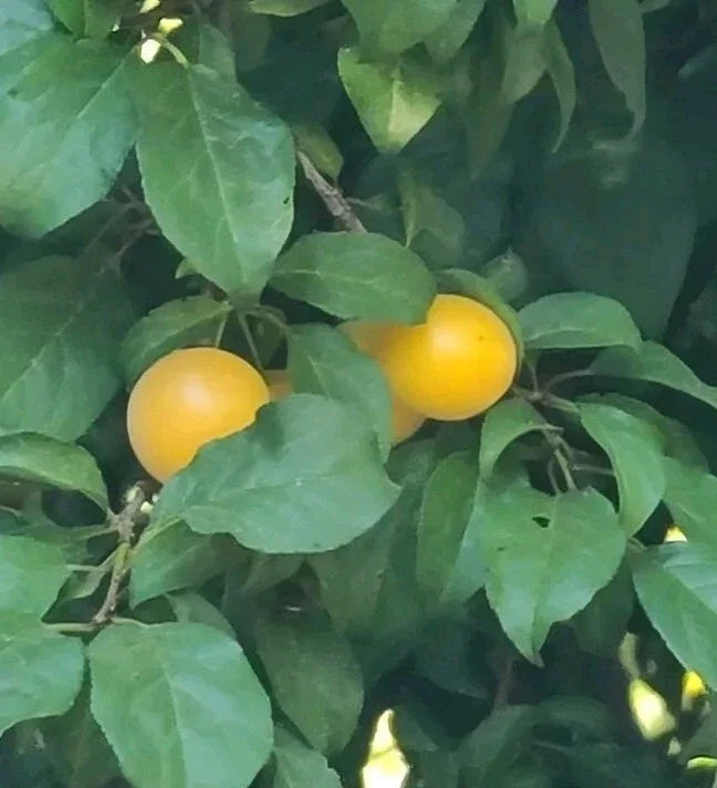 Exotic Fruit Live Cuttings - Marianna Yellow Plum Tree - Edible, Prunus domestica var. Marianna, 3pcs