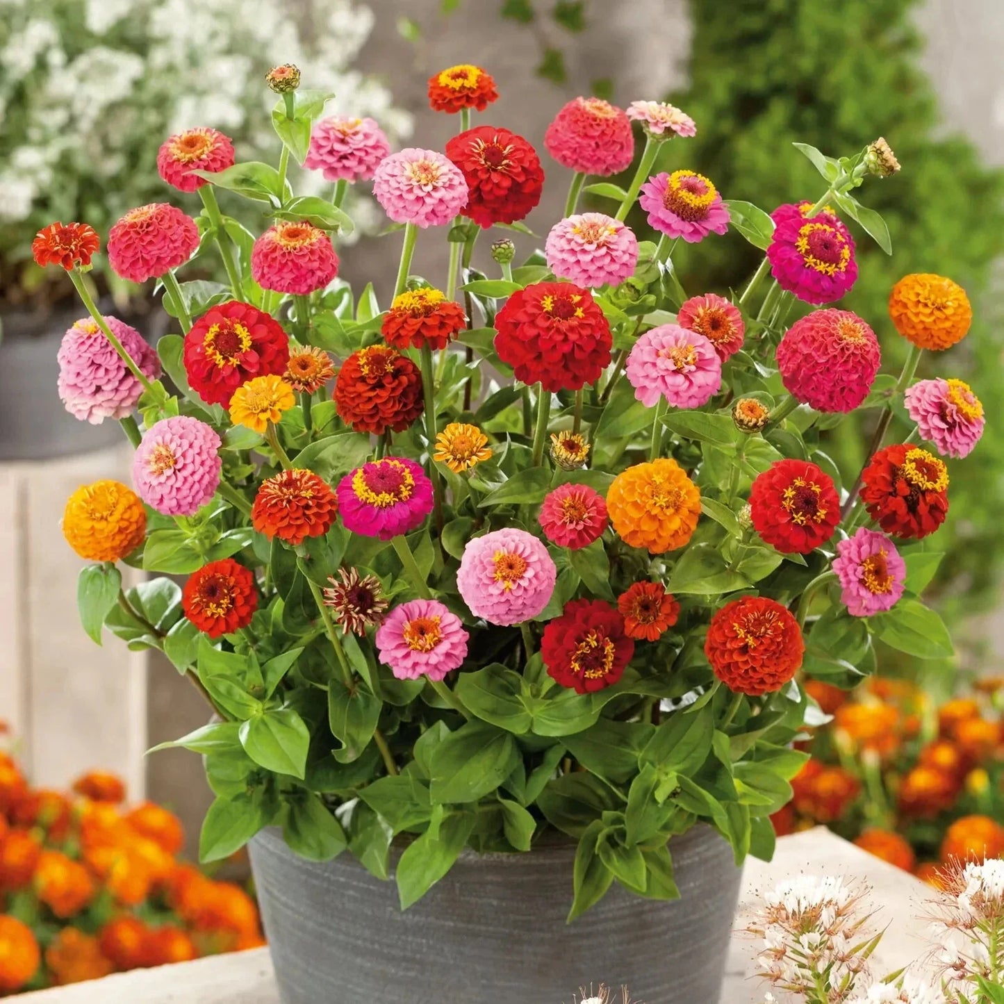 Thumbelina Zinnia Seeds - 100+ Dwarf Flower Seeds for Garden Planting - Zinnia elegans - USA