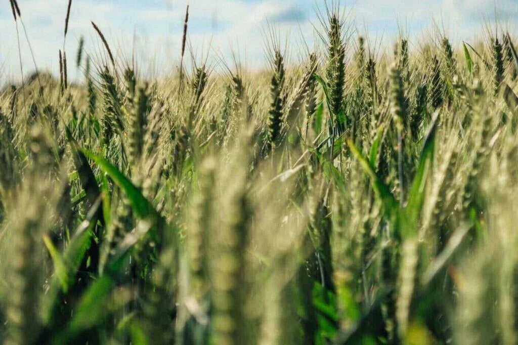 Einkorn Wheat Seeds - Organic Heirloom Non-GMO Triticum monococcum for Sustainable Gardening, Baking & Cooking