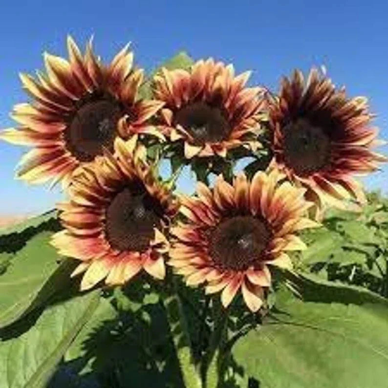 Organic Plum Sunflower Seeds - Helianthus annuus, 20 Pack, Vibrant Purple Blooms, Non-GMO, USA Grown, Free Shipping