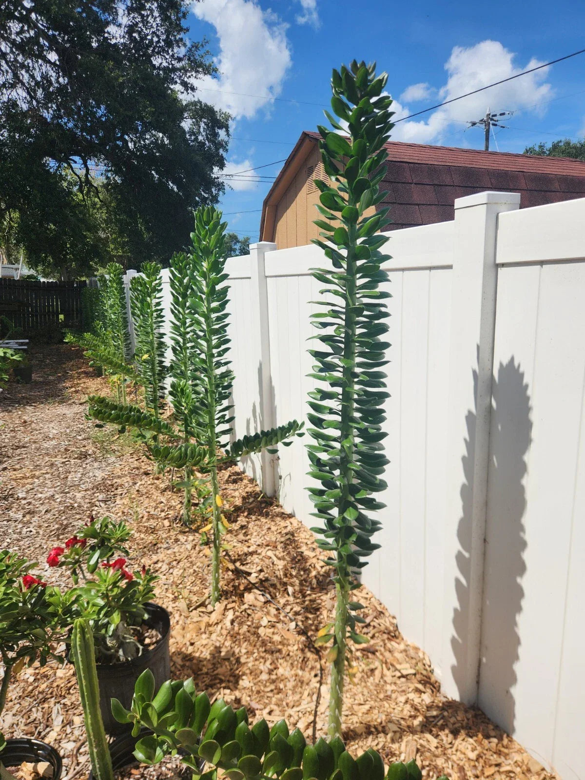 Giant Pereskiopsis Cuttings 5" - Thick Stem Succulent for Grafting & Propagation - Pereskia aculeata