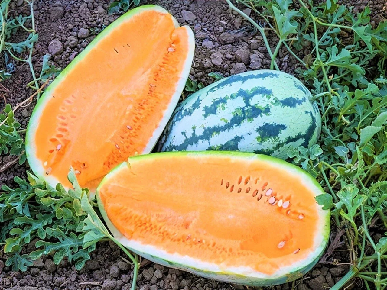 Tendersweet Orange Watermelon Seeds - Heirloom, Non-GMO, Organic Citrullus lanatus - 10+ Seeds