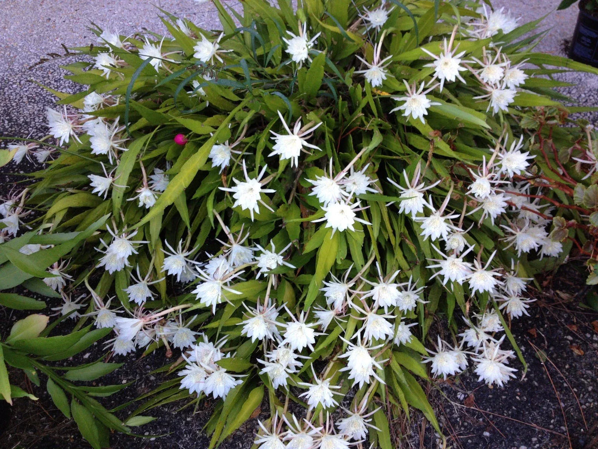 Cereus Night Blooming Cactus Live Rooted Plant - Fragrant Flowering Succulent - Cereus peruvianus