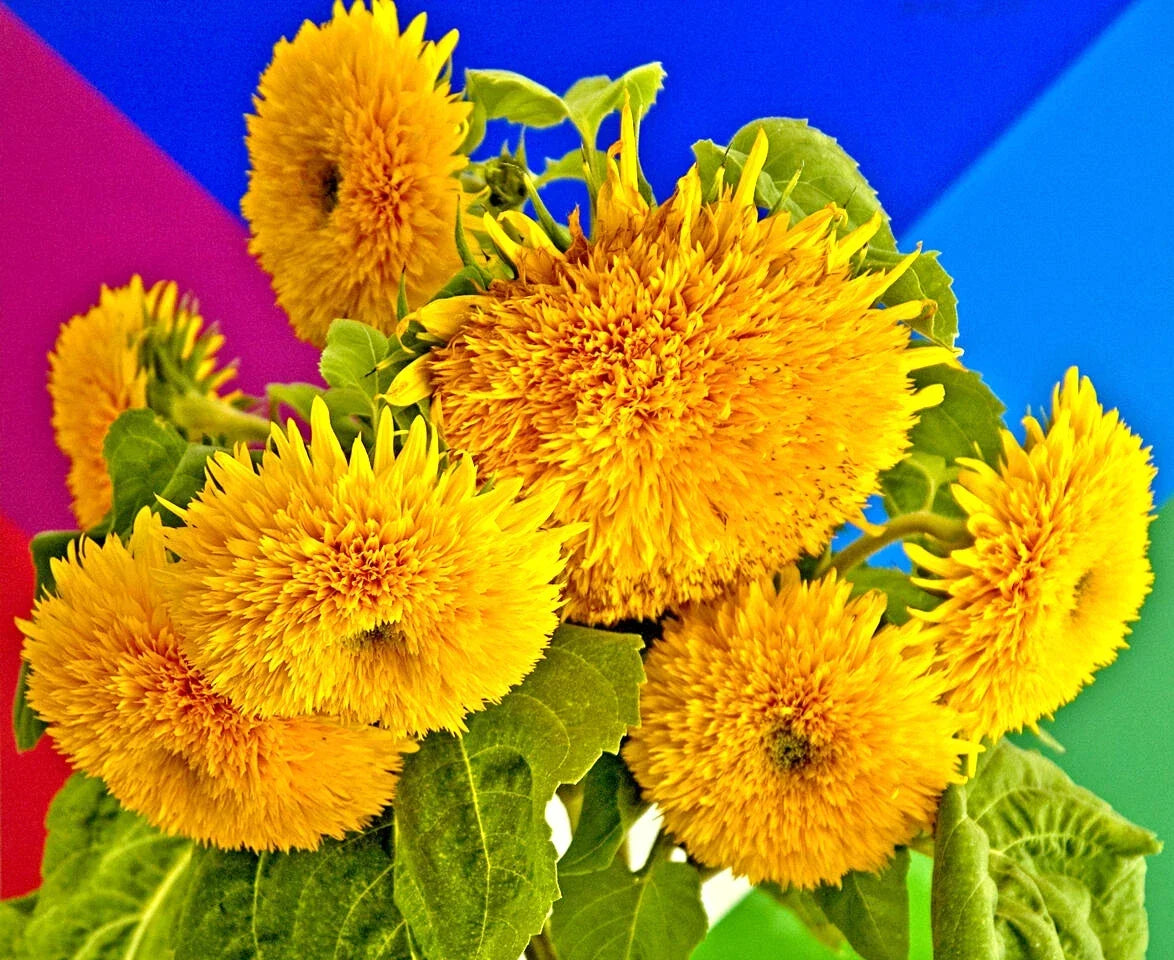 60 Sunflower Seeds Teddy Bear Yellow Helianthus annuus Non-GMO Easy to Grow Gardening Seeds