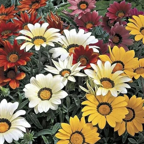 Gazania Seeds Frosty Kiss Mix - 25 Count Colorful Annual Flowers