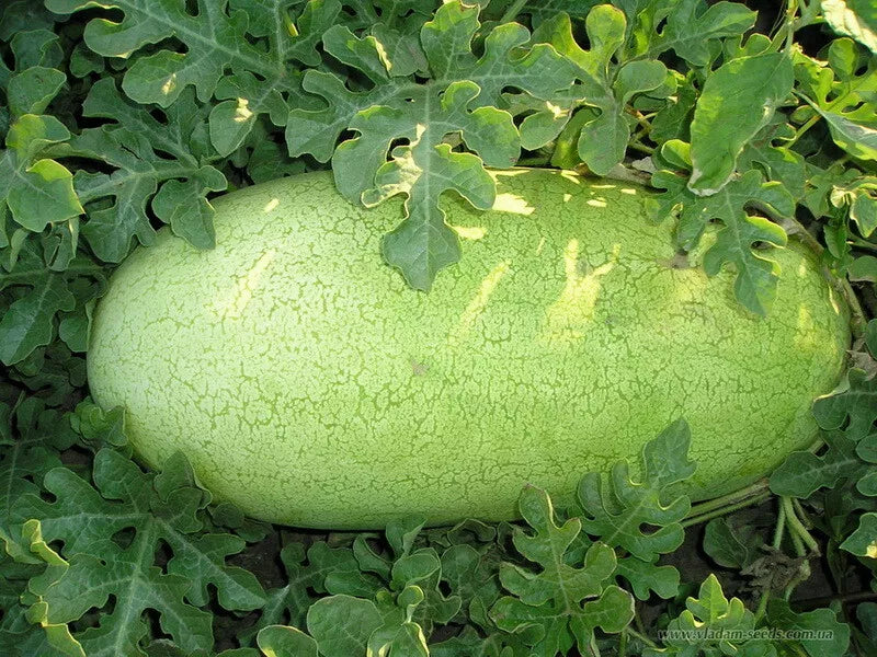 Watermelon Seeds Pack 20 Charleston Grey Citrullus lanatus Non-GMO for Home Garden, Juicy Fruit, Summer Crop