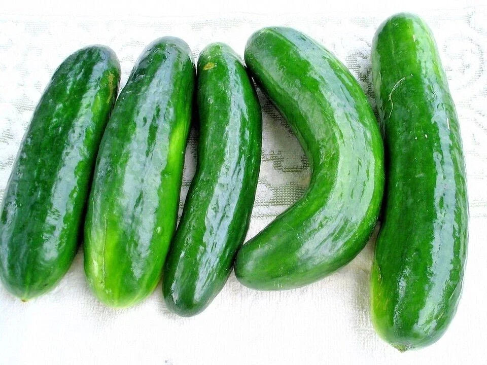 Muncher Cucumber Seeds - Organic Heirloom Non-GMO - Cucumis sativus - Vegetable Seeds for Home Garden, Patio, Container Gardening