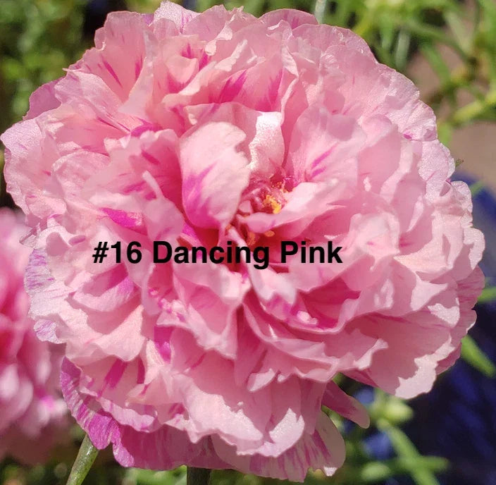 Moss Rose Cuttings - 10 Unrooted Dancing Pink Portulaca Grandiflora for Garden, Container & Hanging Baskets