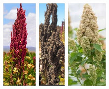Organic Rainbow Quinoa Seeds - 300+ Non-GMO Variety (White, Red, Black) - Chenopodium quinoa