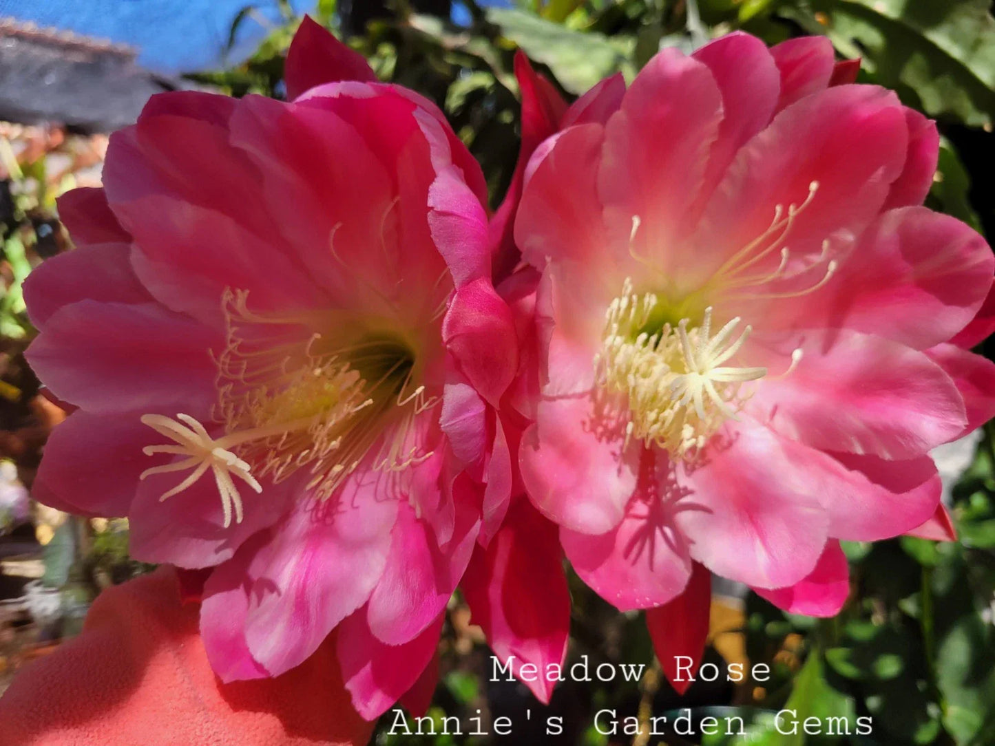 Epiphyllum Cuttings 8-10 Inches Meadow Rose Variety Unrooted Epiphyllum oxypetalum for Propagation