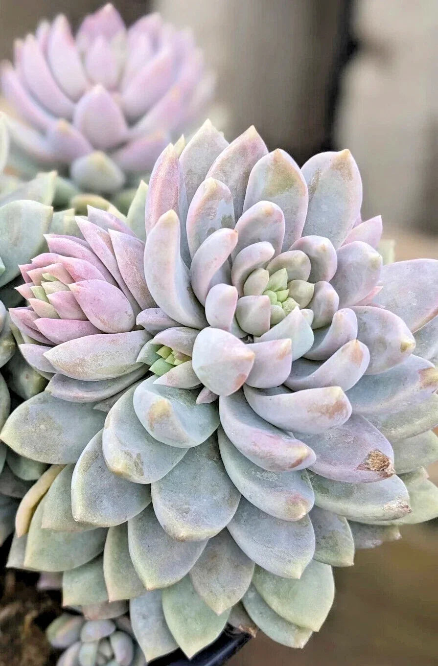 Rare Hybrid Sedeveria 'Lilac Mist' Succulent Plant - 2" Rooted Succulent for Indoor & Outdoor Gardens