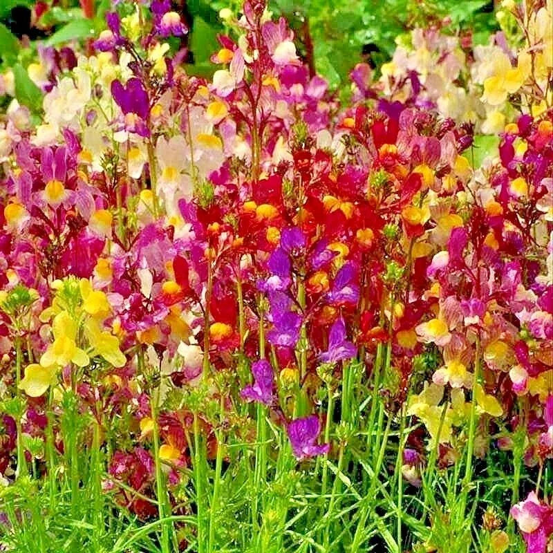 Dwarf Snapdragon Flower Seeds Mix - 2000+ Antirrhinum majus Seeds for Container and Garden