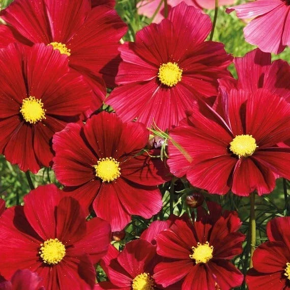 Gazebo Red Cosmos Seeds - 200+ Pack - Cosmos bipinnatus - USA Grown