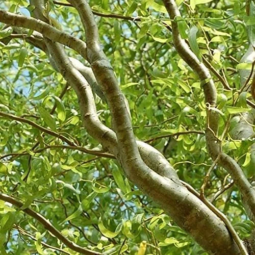 4 Green Curly Willow Trees - Fast Growing Salix matsudana Bonsai Starter Plants