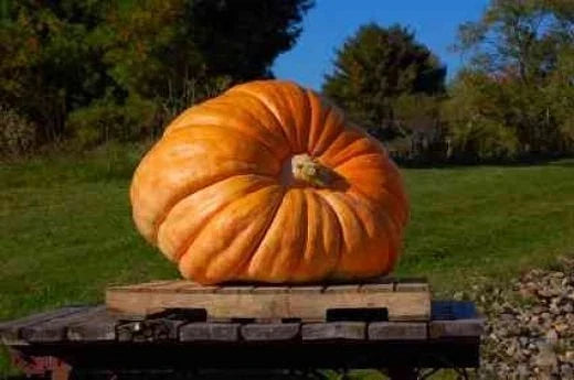 Pumpkin Seeds - Atlantic Giant Variety - Organic Cucurbita maxima - Large-Growing Spreading Vine, Pack of 10 Seeds