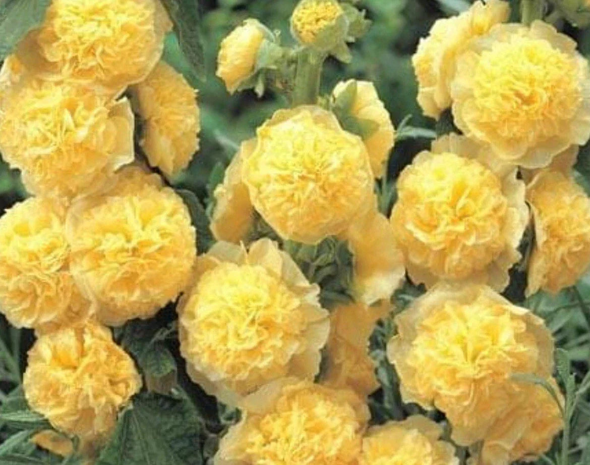 25+ Double Yellow Alcea Rosea Hollyhock Perennial Flower Seeds for Gardens
