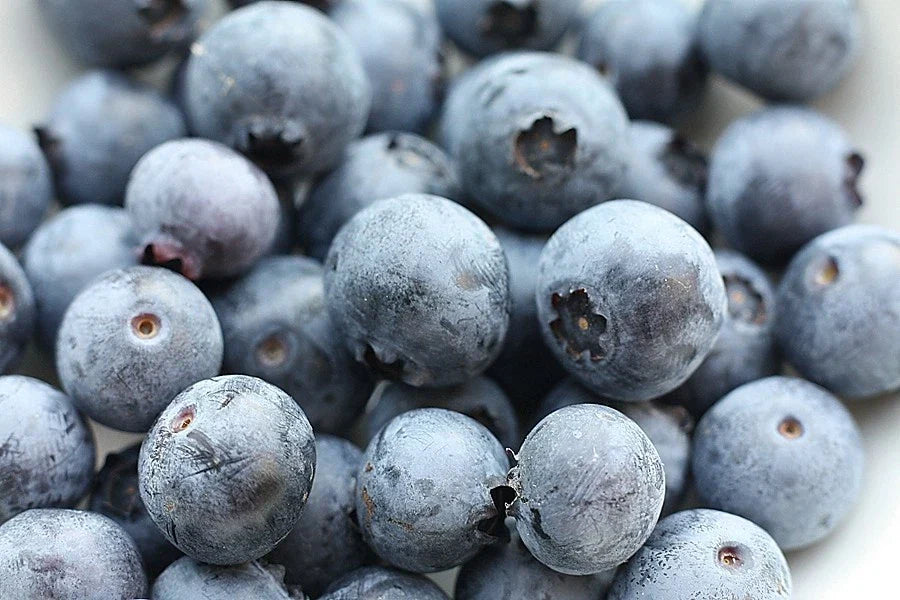 Southern Blueberry Seeds Bulk - 1000 Evergreen Shrub Seeds - Vaccinium ashei