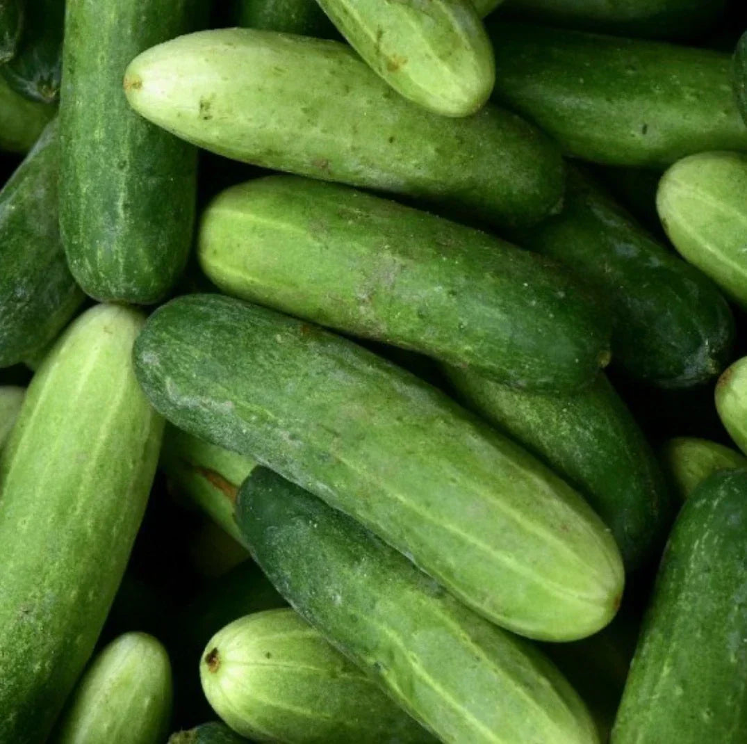 Marketmore 76 Cucumber Seeds - 100 Non-GMO Vegetable Garden Seeds
