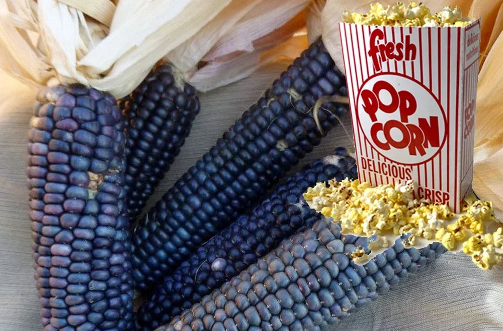 Shaman's Blue Popcorn Seeds - 30+ Heirloom Zea mays everta for Home Garden, Patio, Container Growing