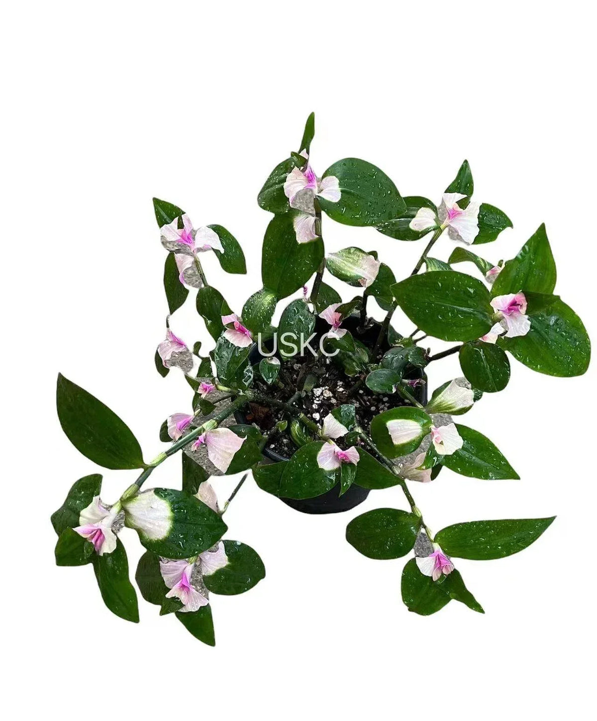 Tradescantia Blushing Bride Cuttings | Indoor Houseplant Propagation | Pink and Green Foliage | Tradescantia albiflora