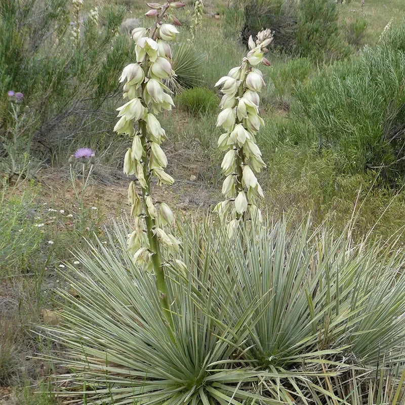 25 Seeds Soapweed Yucca Glauca - White Flower Native Perennial Plant for Drought Tolerance