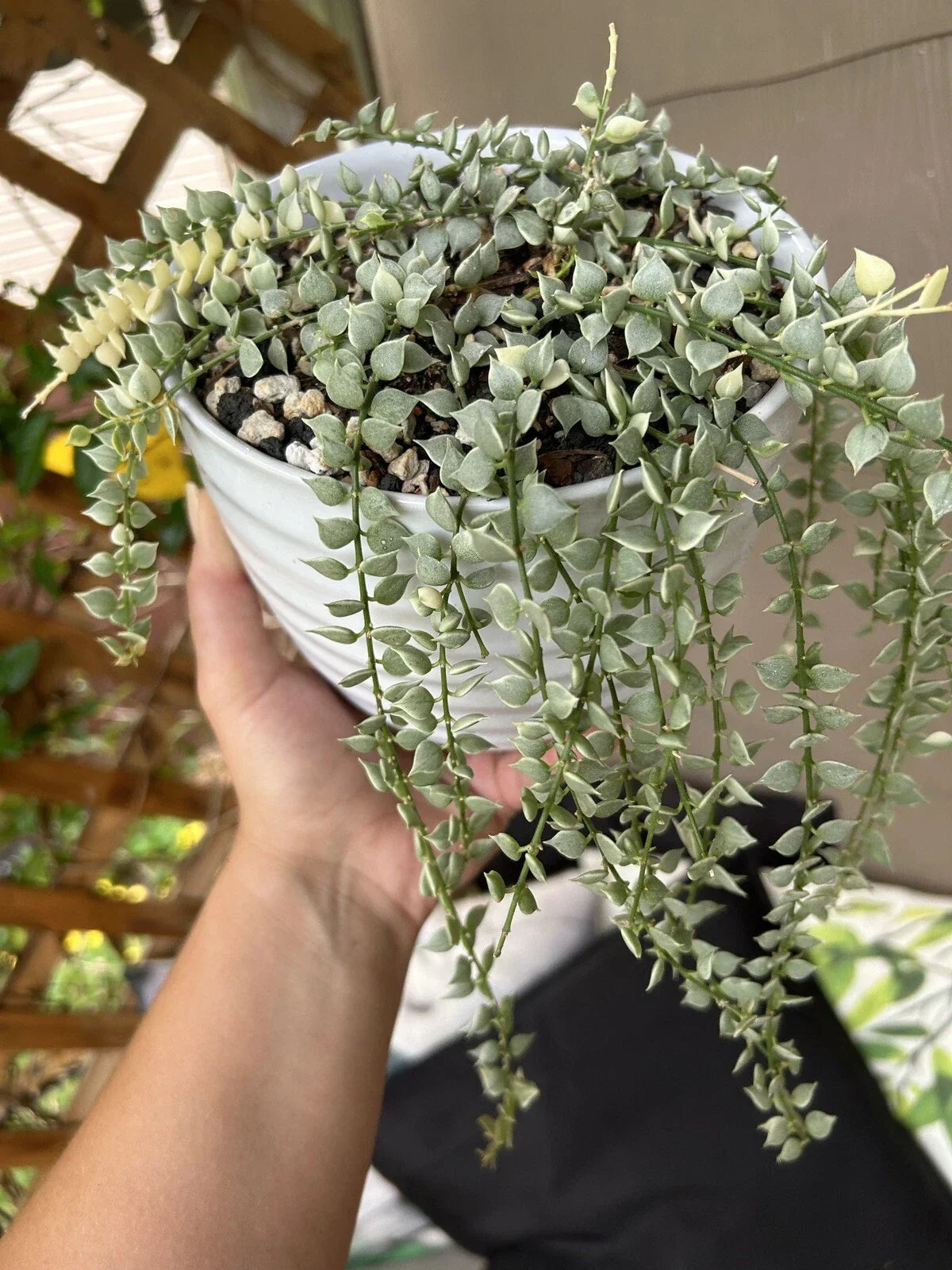 Variegated Dischidia Ruscifolia Plant | Rare Million Hearts Indoor Houseplant | Trailing Foliage | 4-Inch Pot