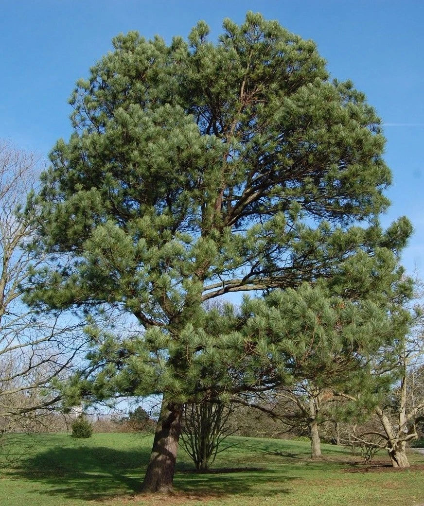 Loblolly Pine Trees 1ft Seedlings - Fast-Growing Evergreen Pinus Taeda - 3 Live Plants