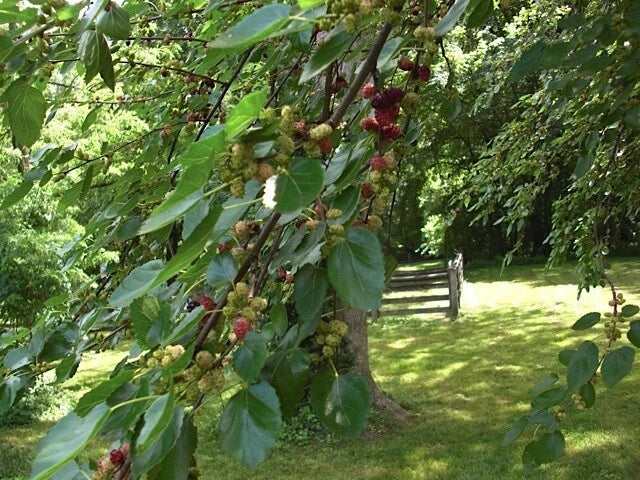 Red Mulberry Tree Cuttings Set of 12 Unrooted Morus rubra for Planting and Propagation