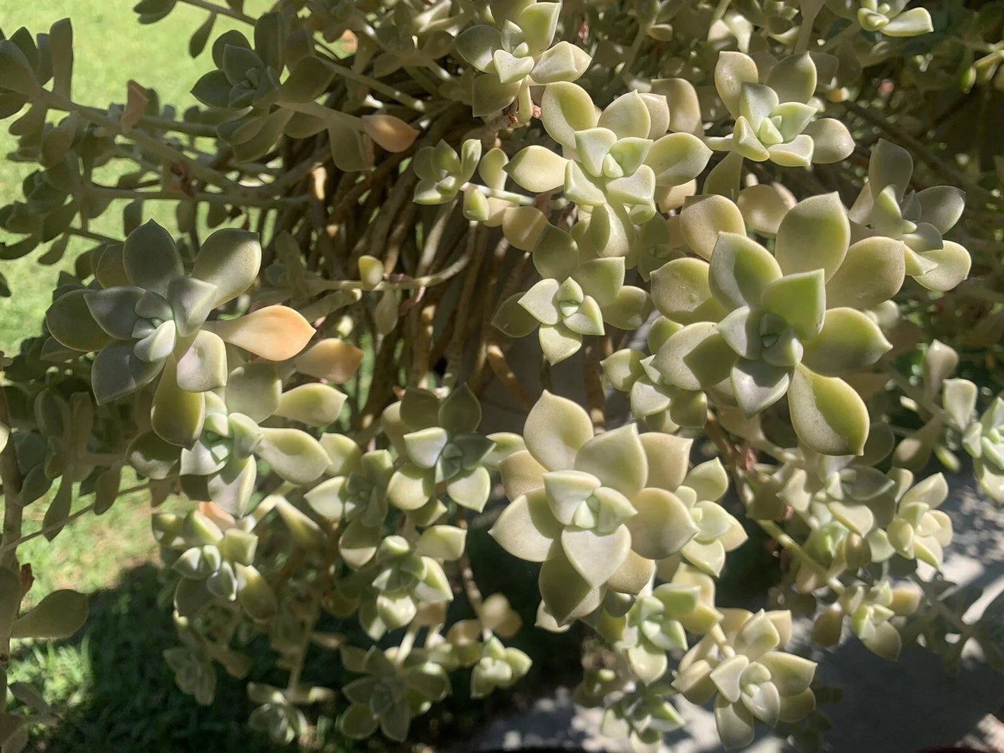 Live Succulents Cuttings - Ghost Plant Rosette - Drought-Tolerant Garden Decor - Graptopetalum paraguayense