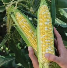 Peaches and Cream Sweet Corn Seeds – Organic Hybrid Non-GMO Zea mays – 1000+ Seeds for Home Garden, Canning, and Fresh Eating