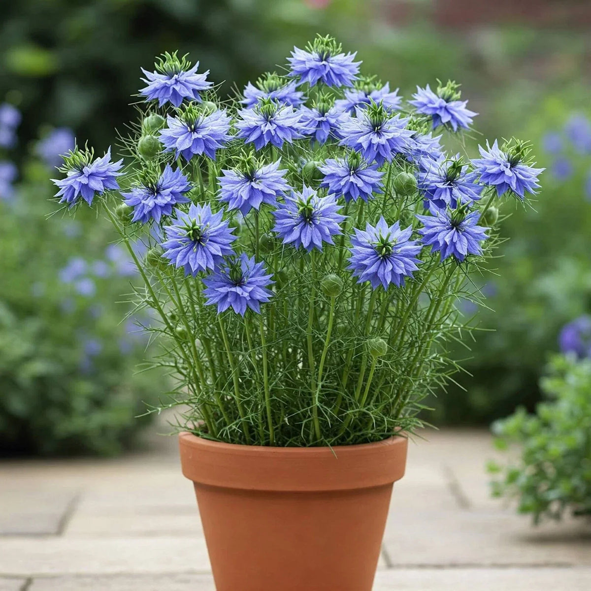 Nigella Seeds - Double Sky Blue - 100 Seeds - Love-in-a-Mist (Nigella damascena) Flower Seeds