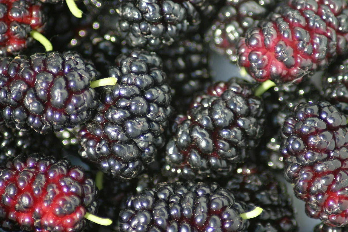 Organic Black Mulberry Cuttings - 12 Thin Morus nigra Planting Material for Home Garden and Landscaping