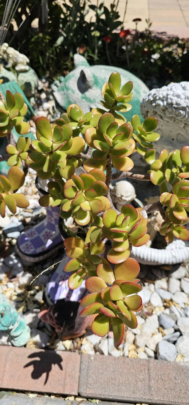 Jade Plant Cuttings 2 Pieces 3-5" Crassula ovata Succulent for Indoor Outdoor Gardening