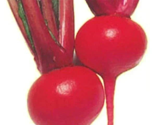 Red Round Turnip Seeds - 100 Heirloom Brassica rapa Seeds for Planting