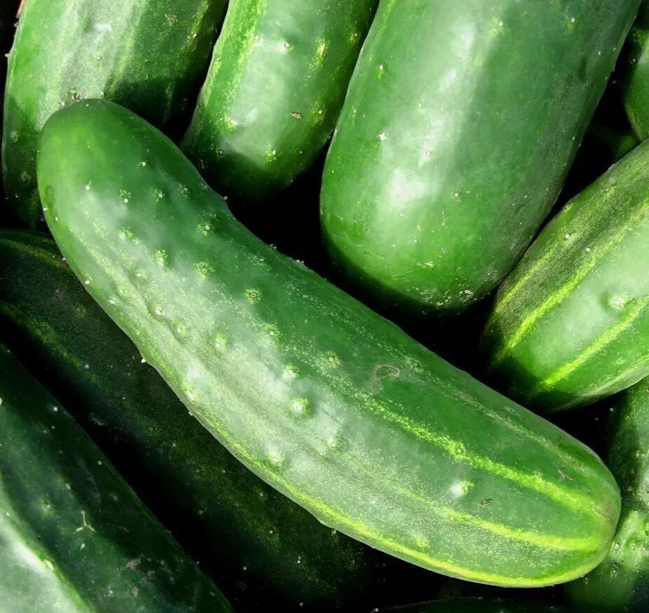 Cucumber Seeds - 50+ Pack Non-GMO, Summer Vegetable Garden, Cucumis sativus