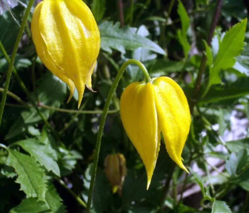 Golden Clematis Seeds (20 Seeds) - Clematis tangutica Hardy Perennial Vine with Yellow Blooms