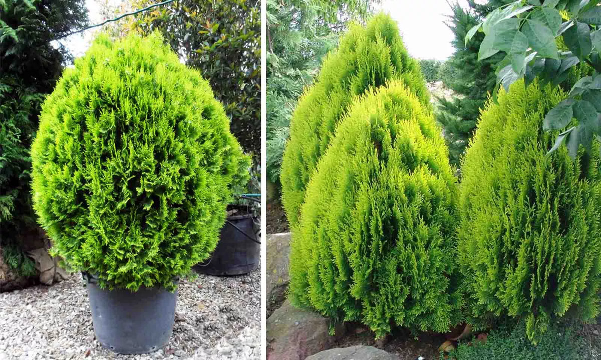 Chinese Arborvitae Seeds – Thuja Orientalis for Privacy Hedge & Landscaping – Fast Growing Evergreen Plant Pack