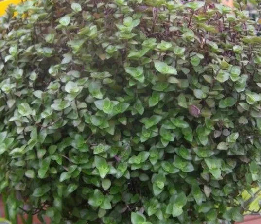 Dwarf Bolivian Wandering Jew Cuttings - Tradescantia Minima Callisia Repens - 10 Pieces Indoor Plant, Trailing, Easy Care, Variegated Foliage