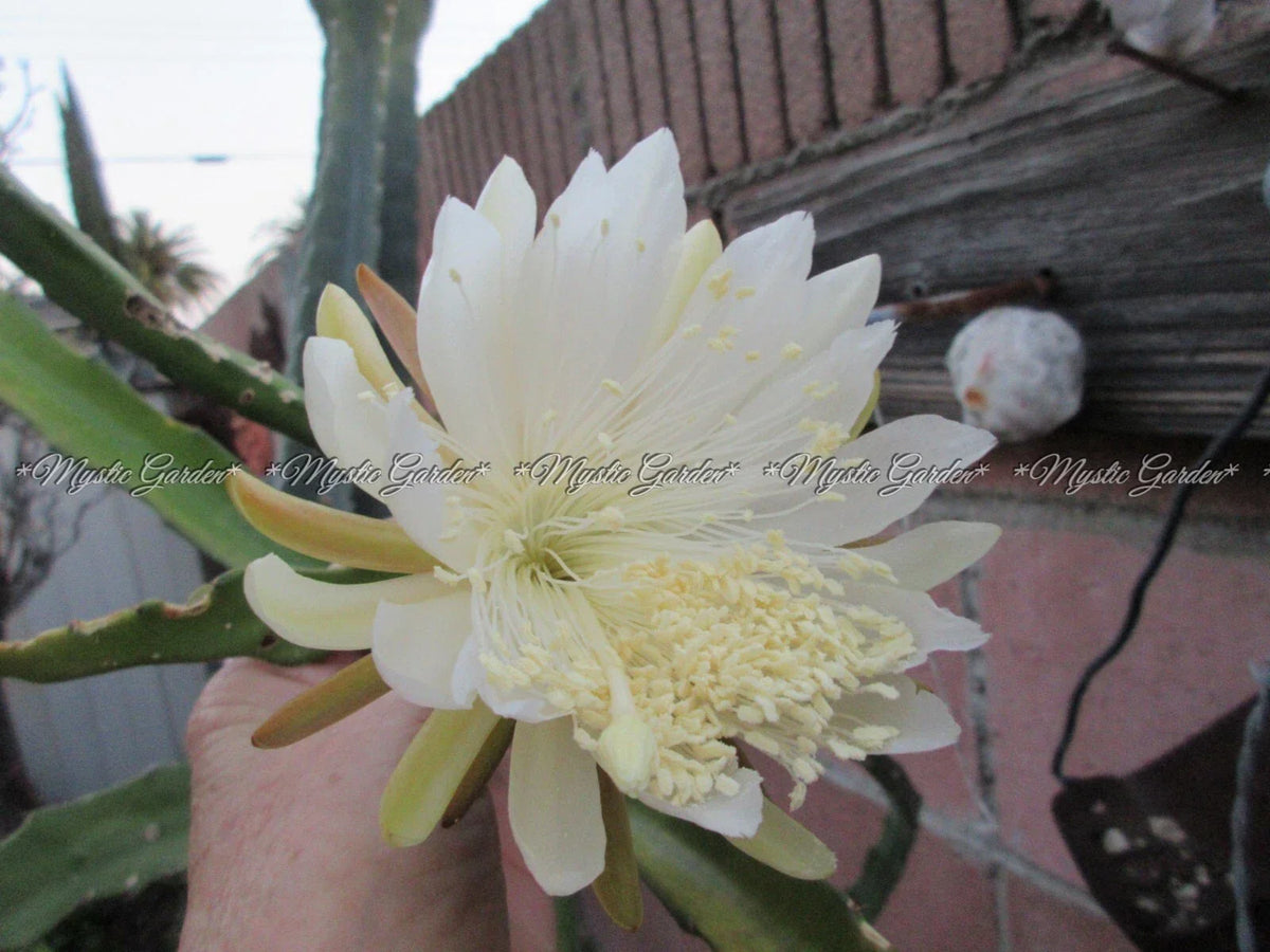 Weberocereus Tonduzii Unrooted Cutting - Exotic Cactus Plant for Propagation & Home Decor