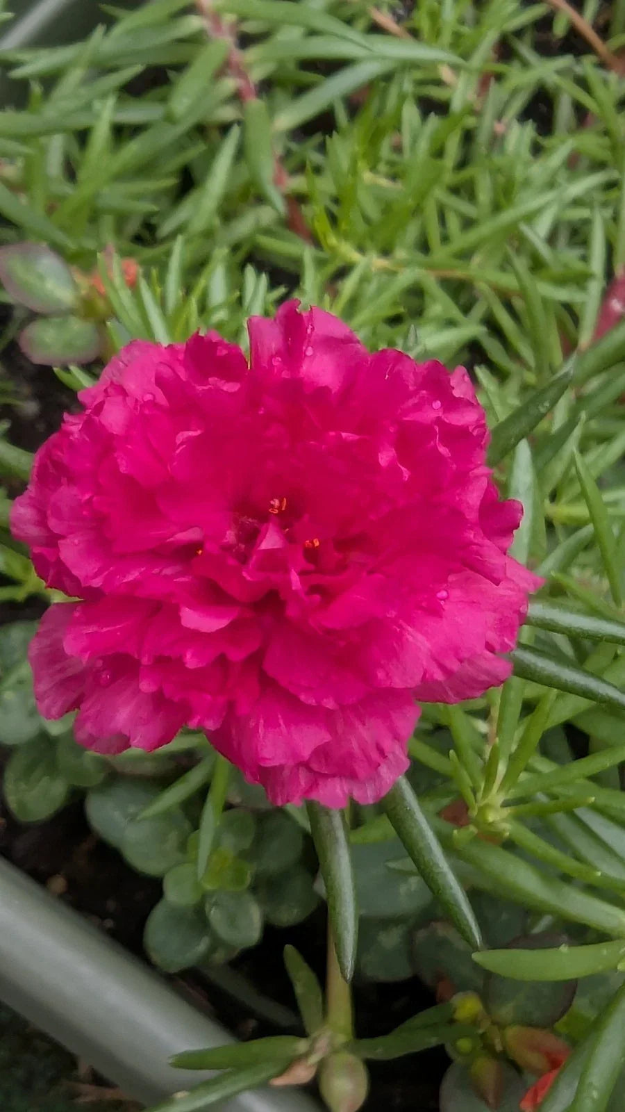 Hot Pink Double Blooms Portulaca Moss Rose Cuttings – Unrooted Succulent Propagation for Gardens & Containers