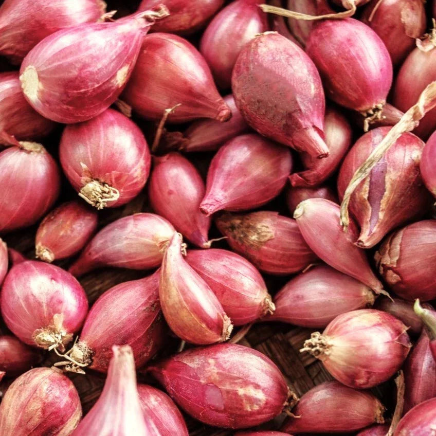 Nero Shallot Sets Bulbs | Allium ascalonicum | Traditional Round Onion Seed