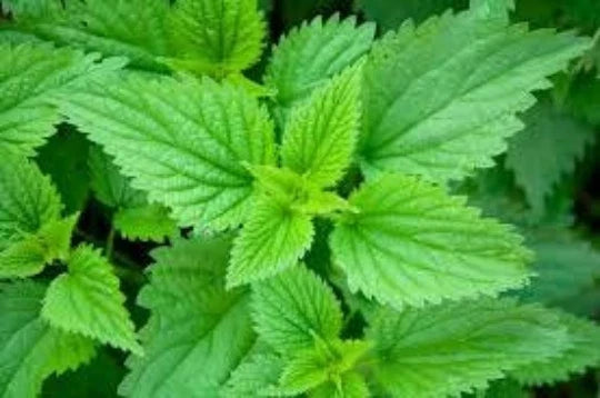 Stinging Nettle Plant - One Established Urtica dioica Herb for Medicinal, Culinary, and Garden Use